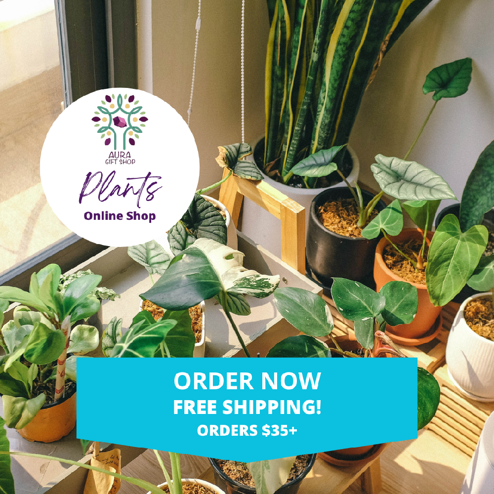 Plant Shop